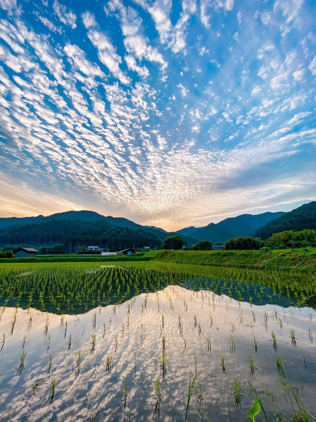 4K故鄉的稻田