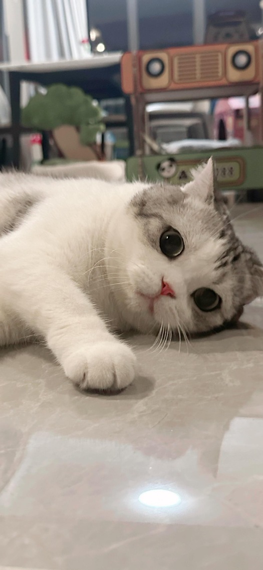 可爱猫咪2