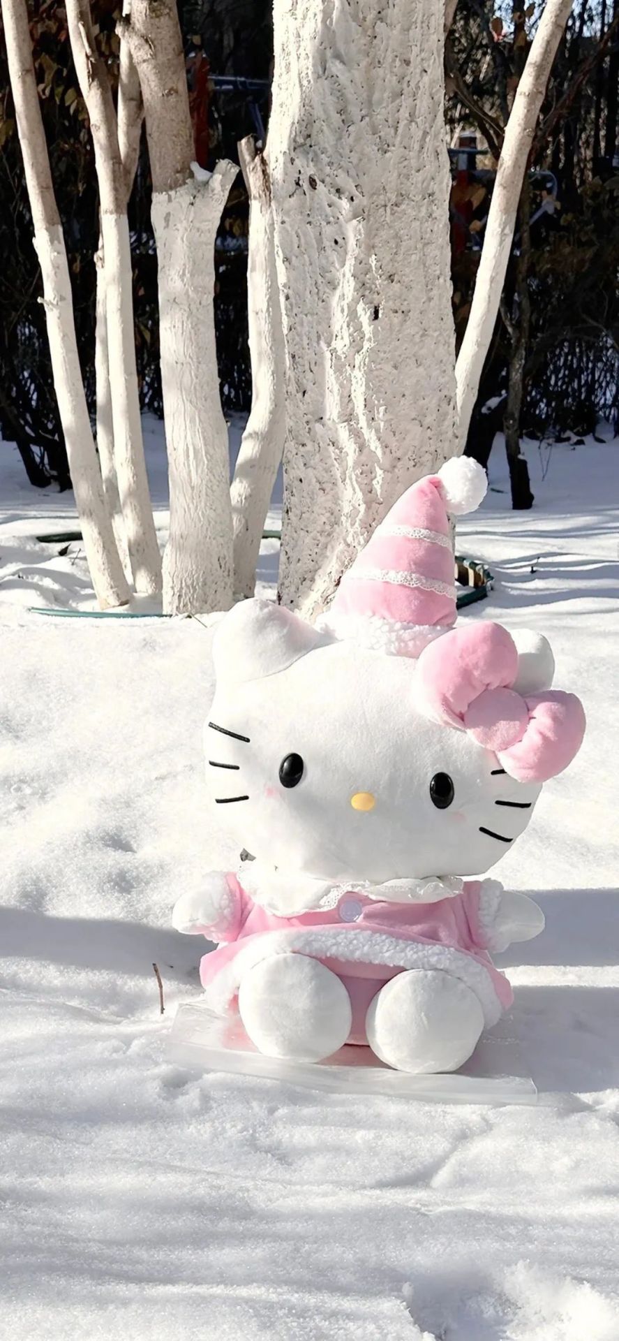 Kitty