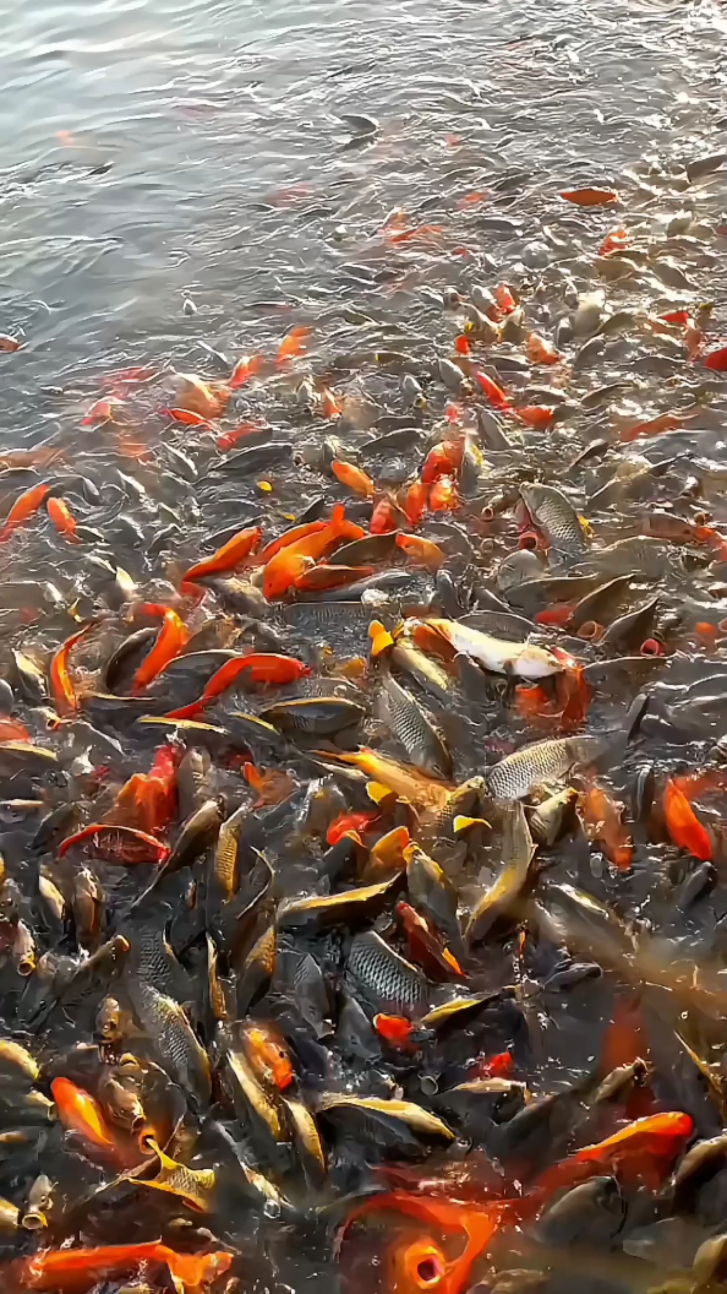 錦鯉
