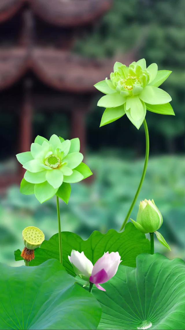 好運蓮