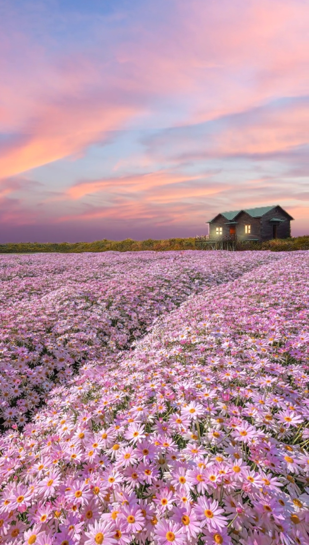 雛菊