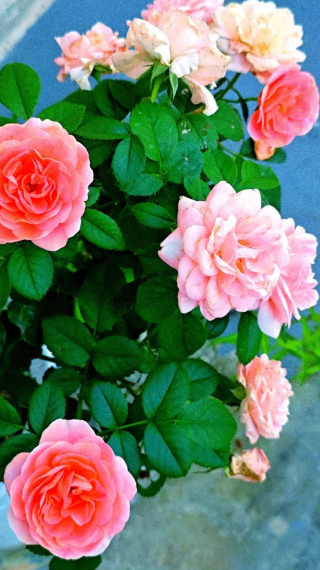 花花