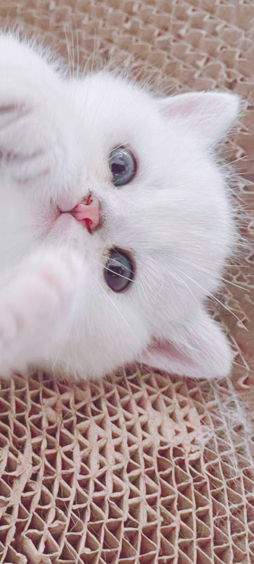 猫咪