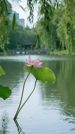 荷花