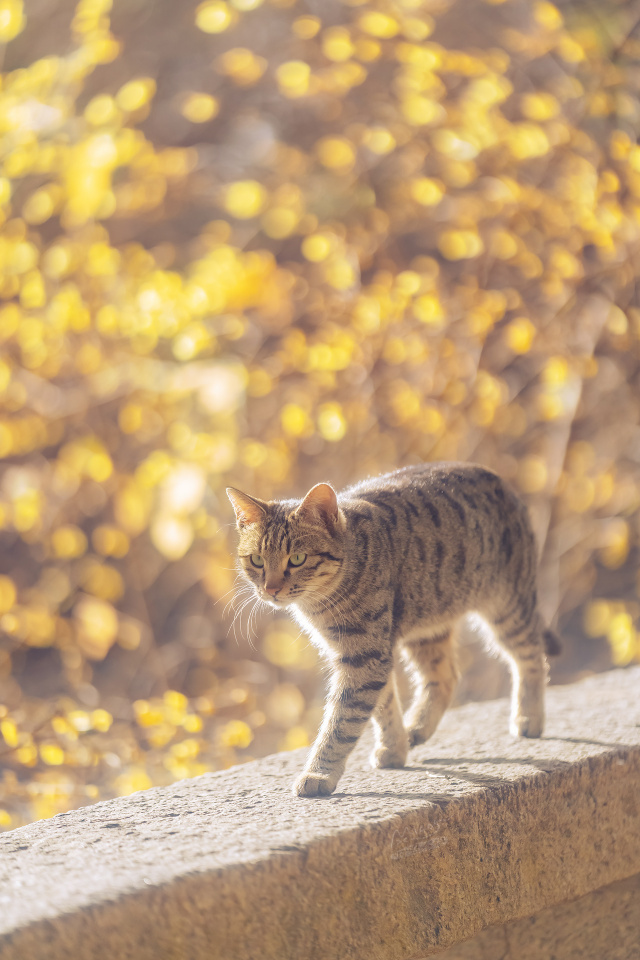 阳光猫咪
