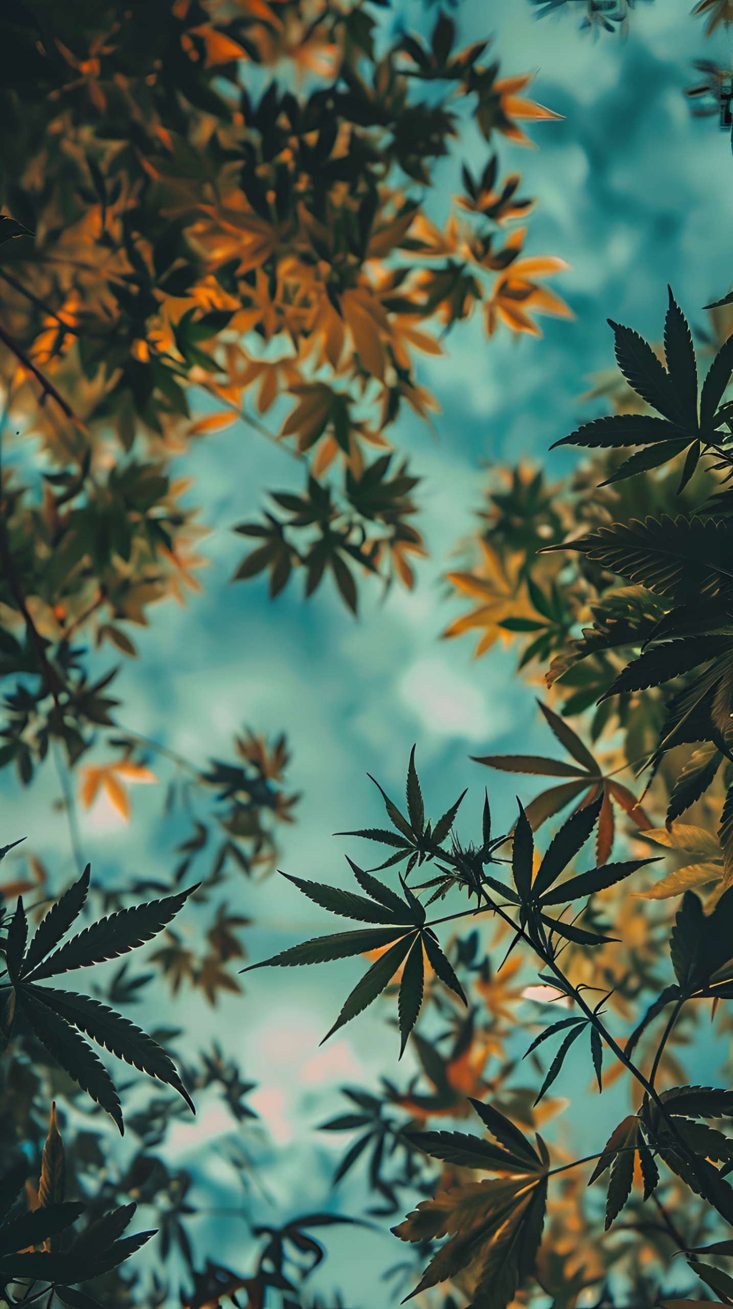 綠葉藍天