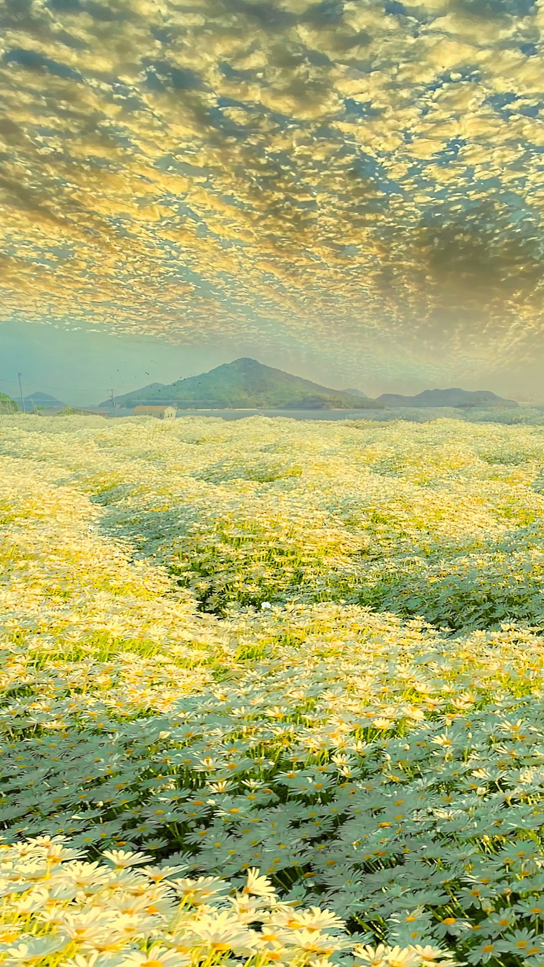 清新雛菊花海