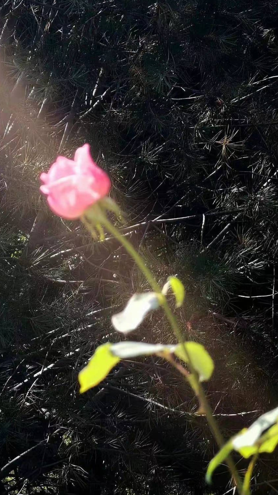 陽光