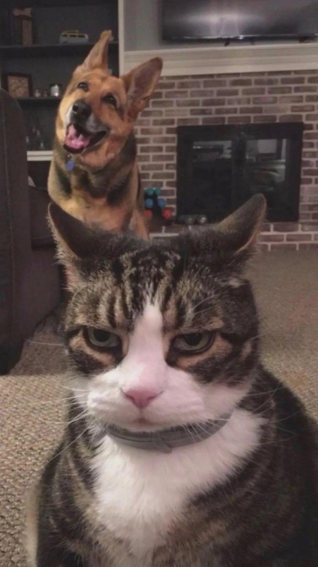 猫咪