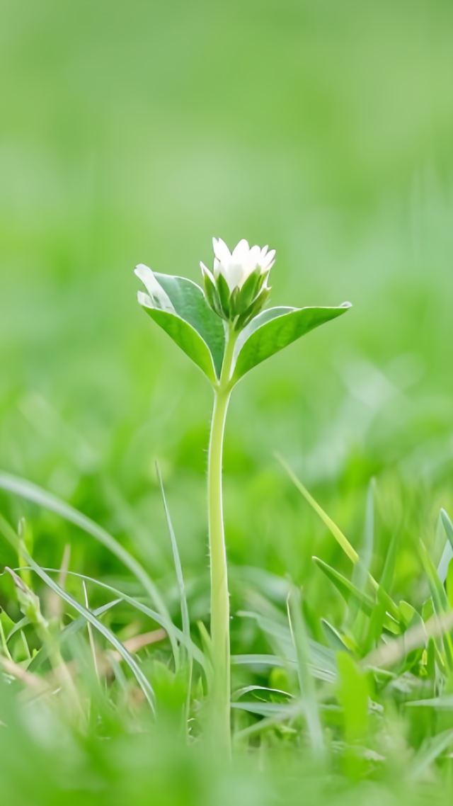 绿色清新自然护眼花草