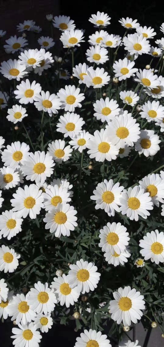 微信图片背景小雏菊