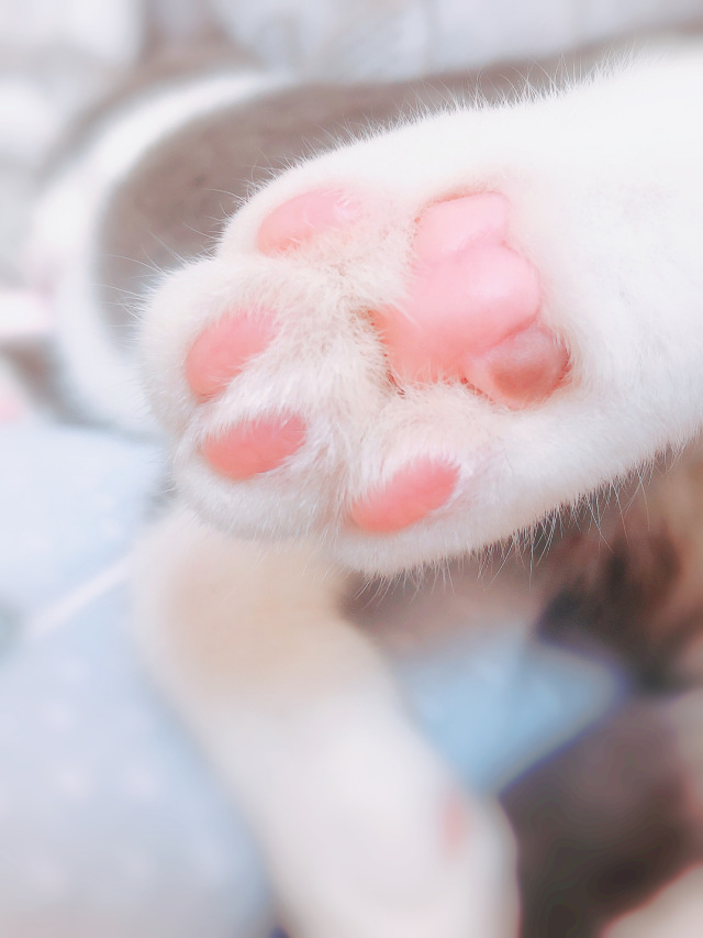 萌宠来袭