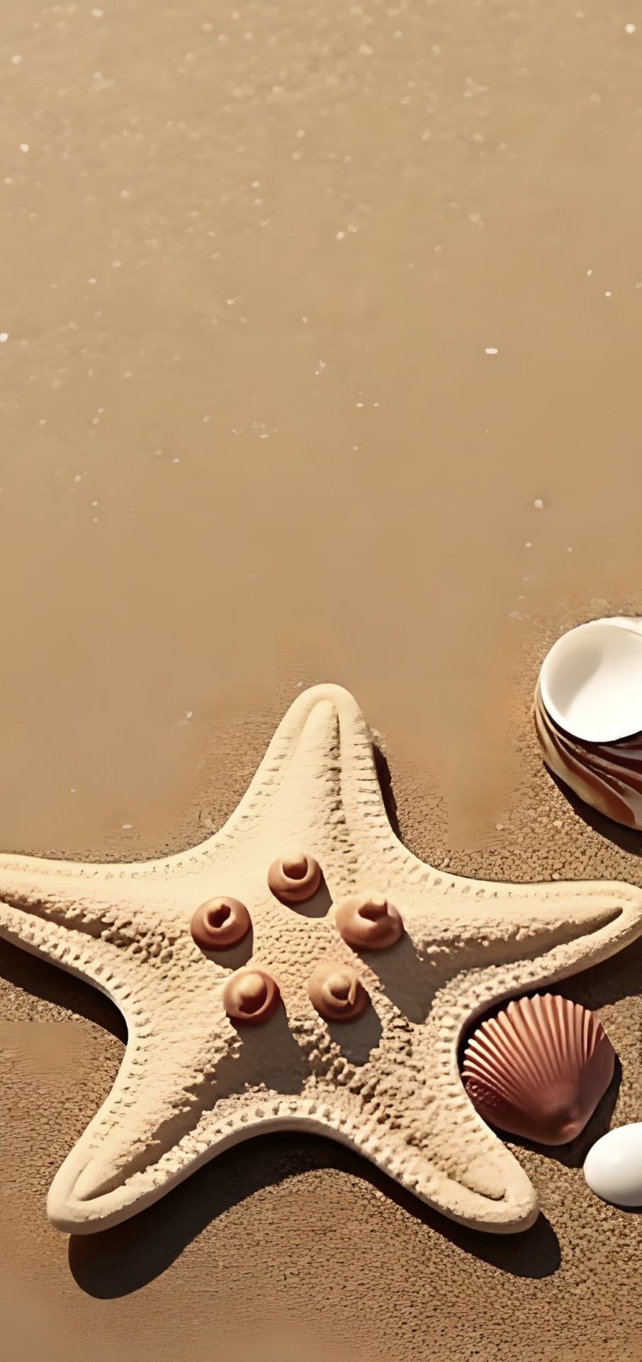 沙滩上的海螺