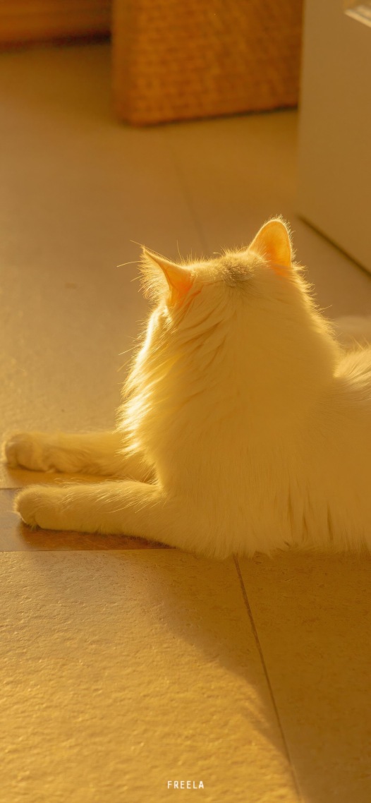 猫猫