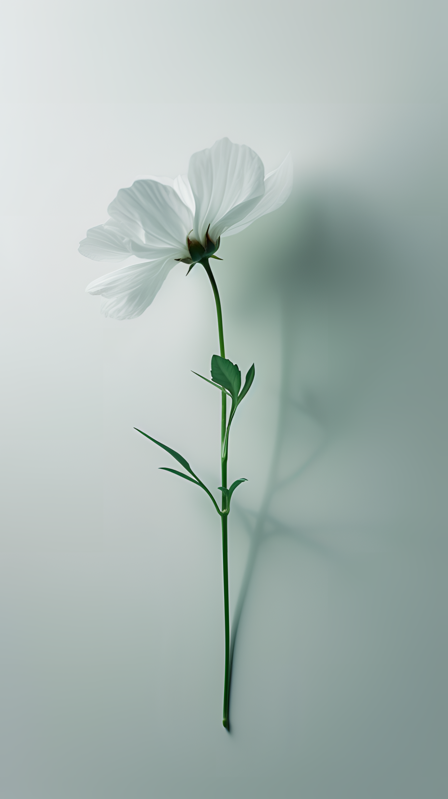一支清新小花