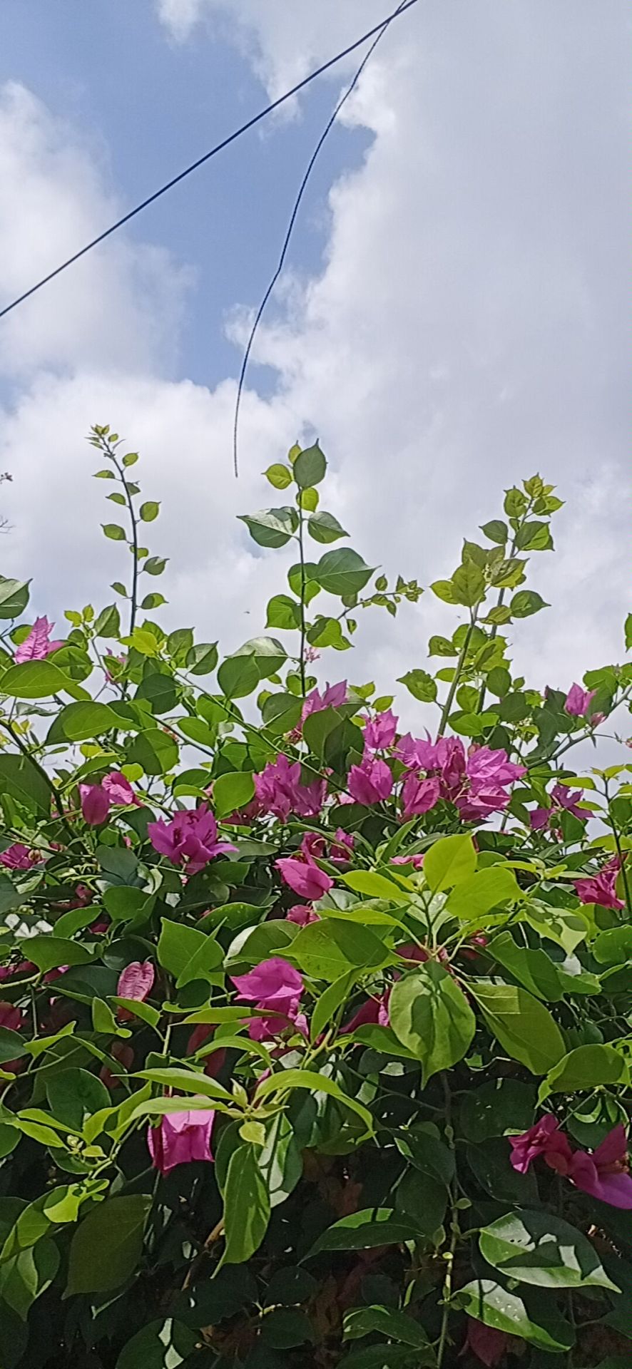 自然花