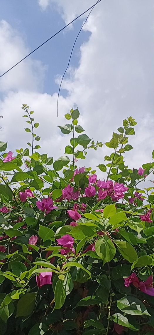 自然花
