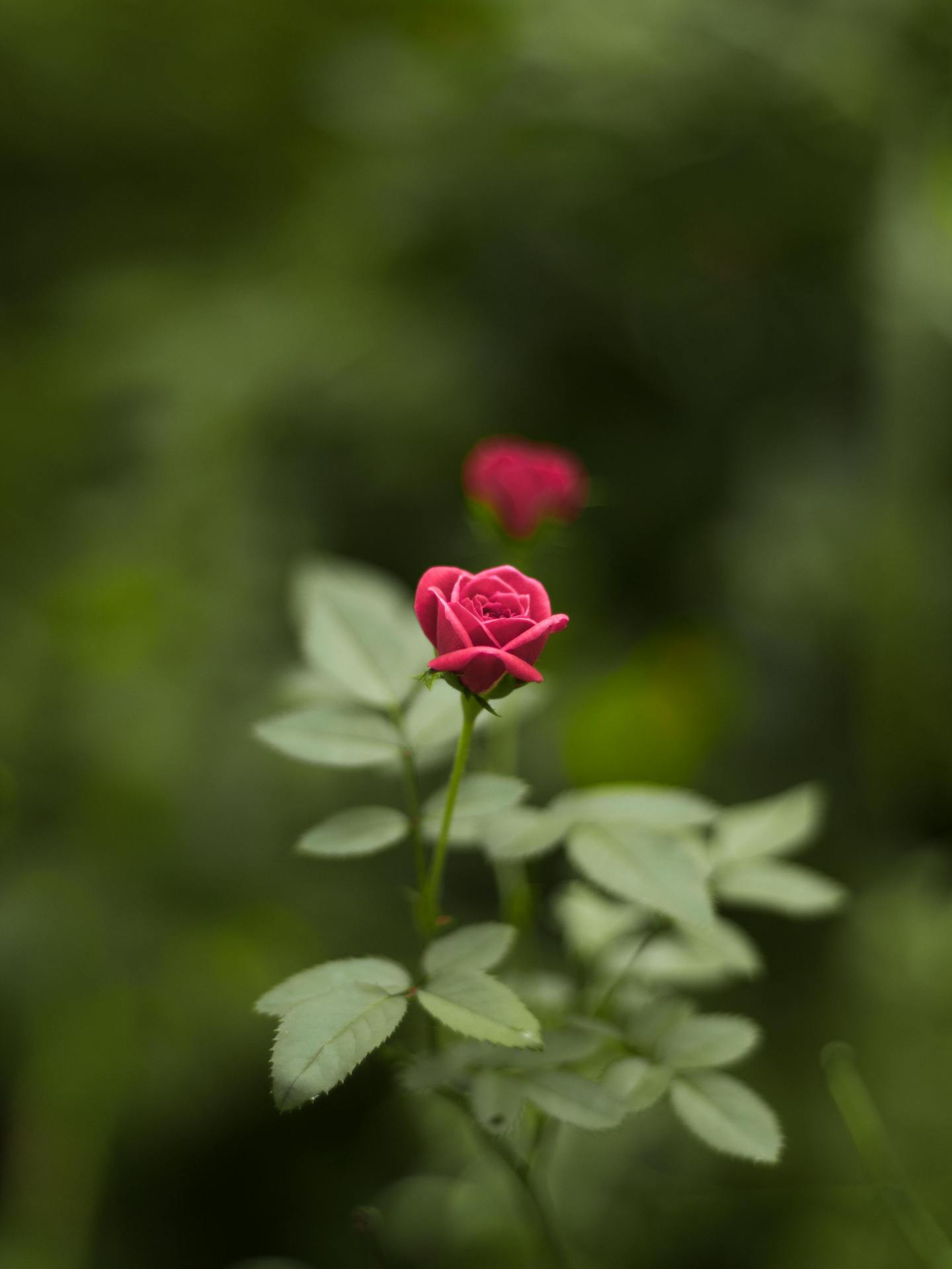 一朵小紅花