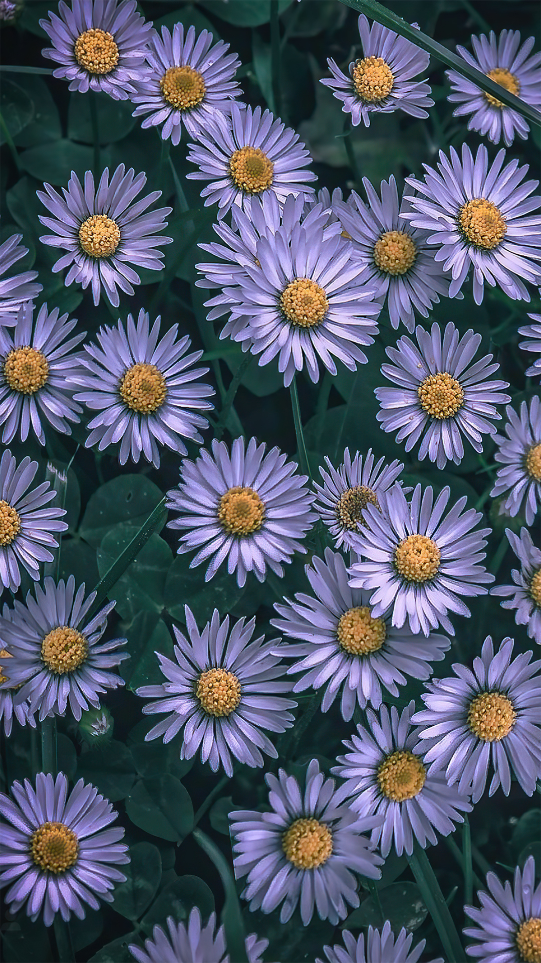 紫色小雏菊