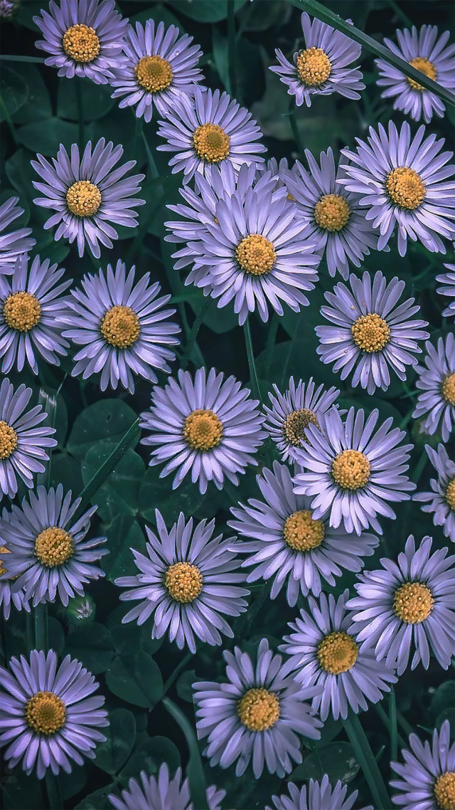 紫色小雏菊