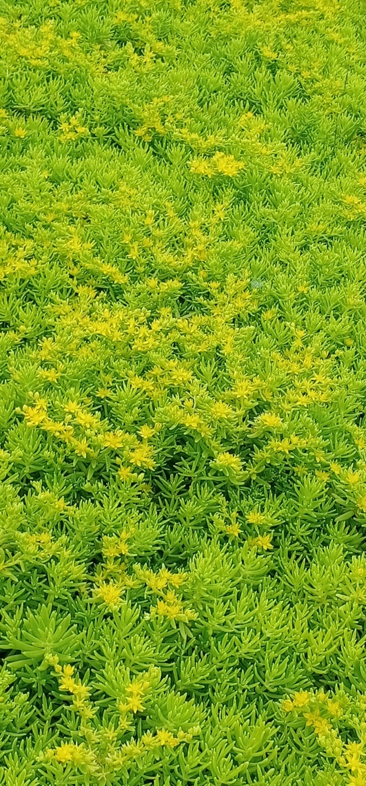 绿色护眼花草