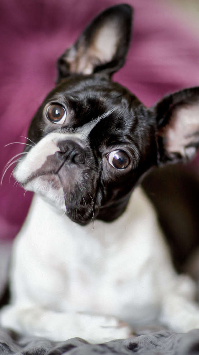 小狗