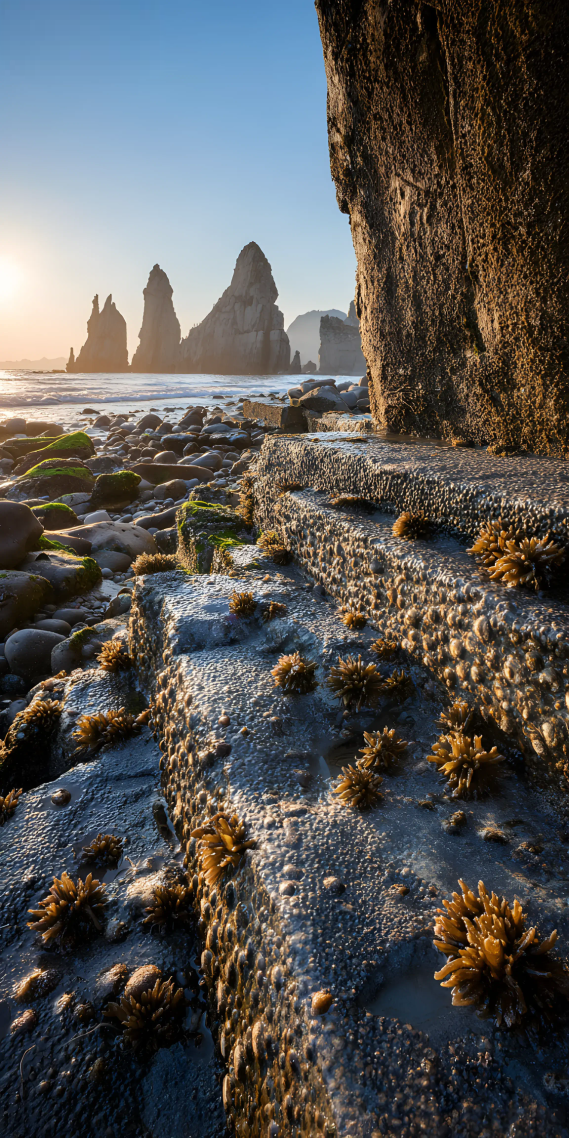 潮间带的晨光与海石