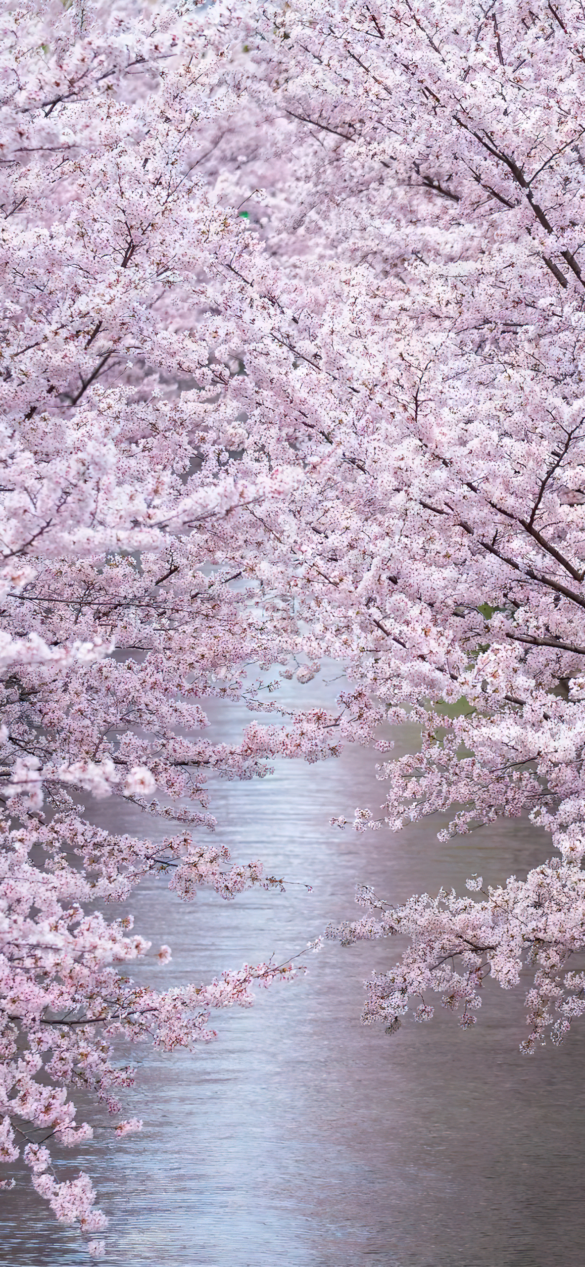 浪漫樱花