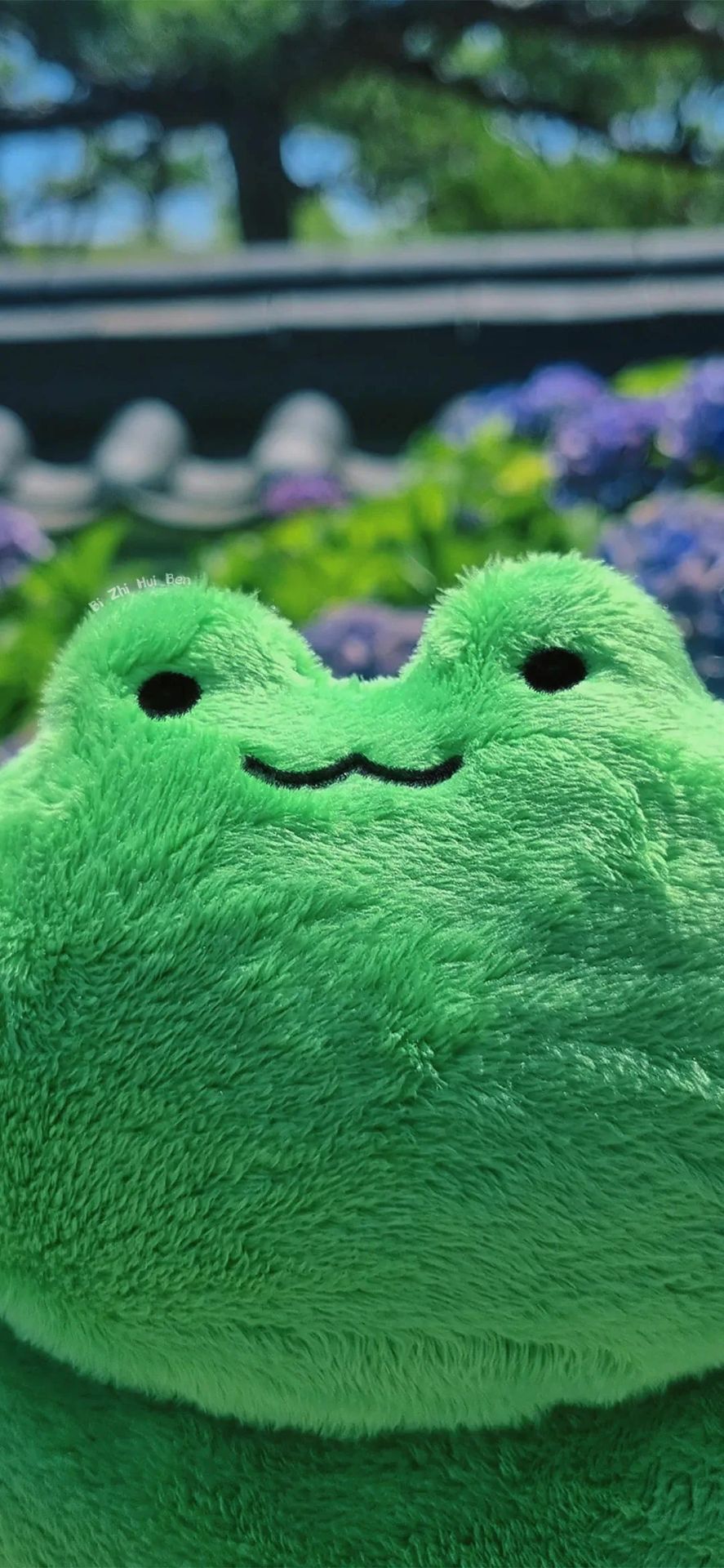 青蛙