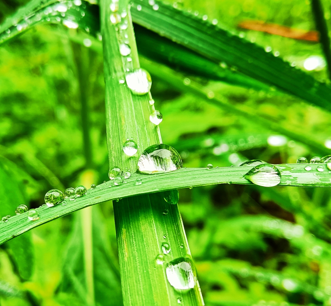 碧草露珠