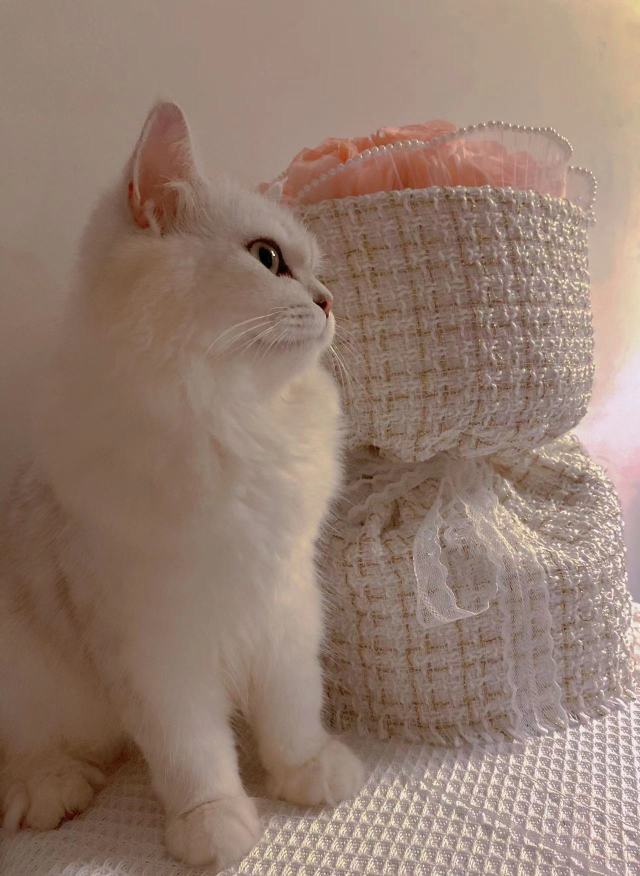 饭团