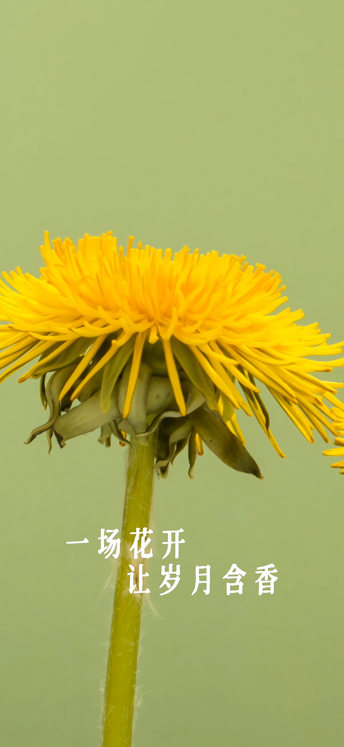 一場花開，讓歲月含香！