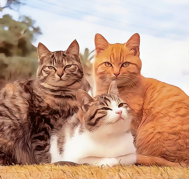 可爱猫咪