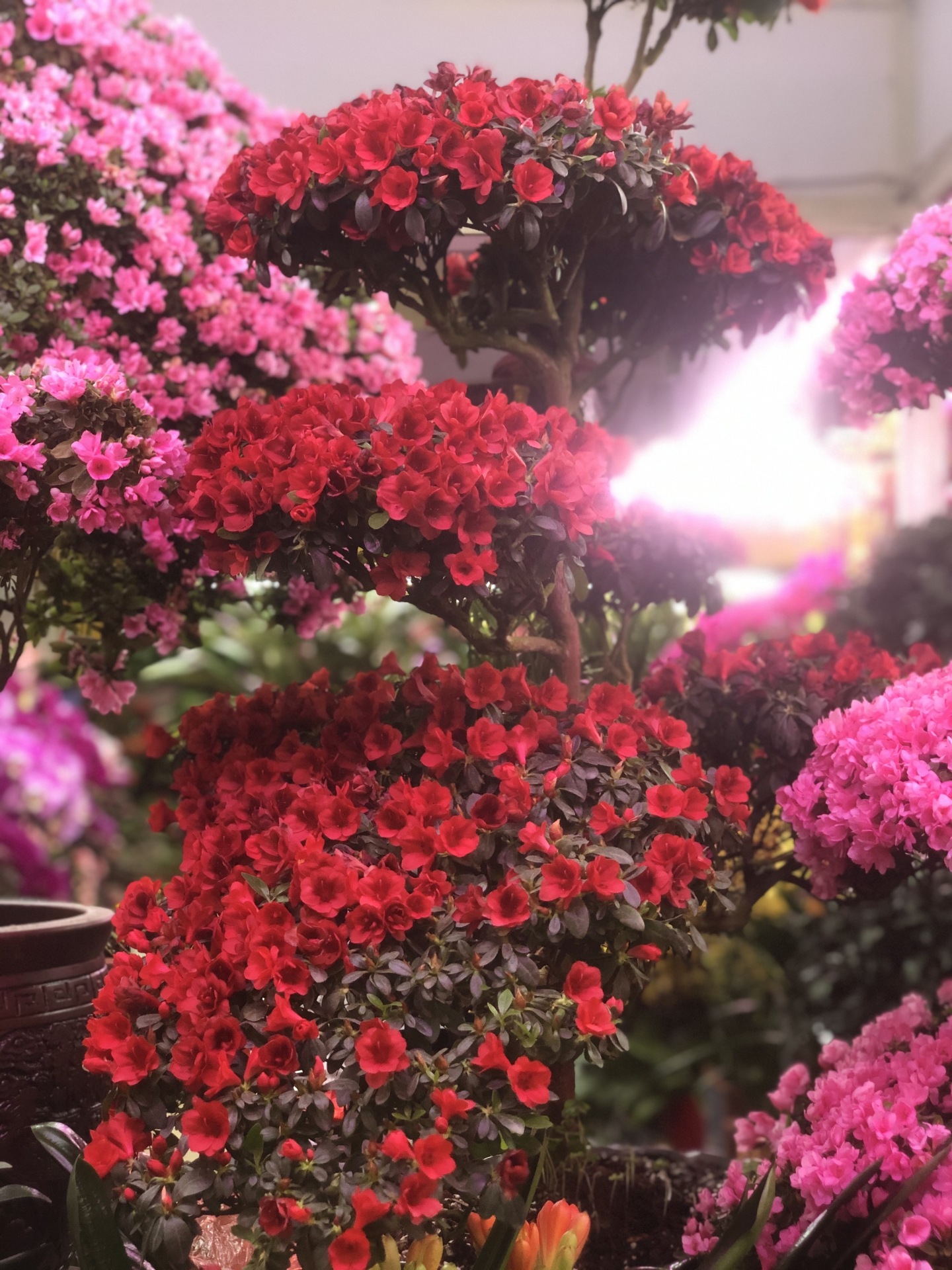 鮮花