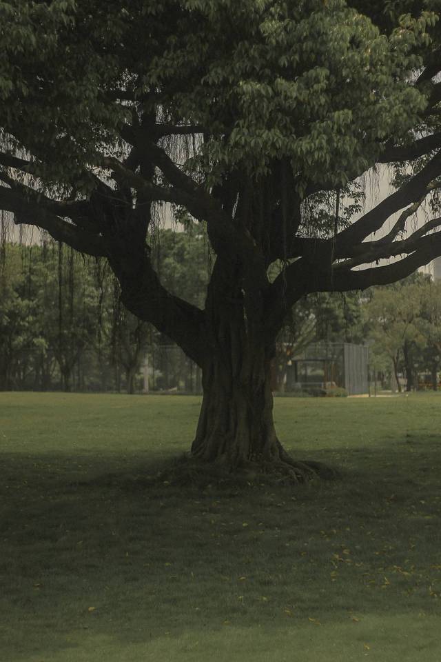 生長。