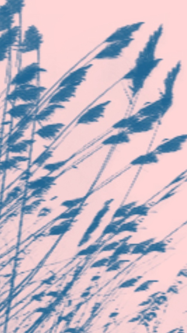 大水稻
