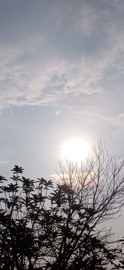 陽光