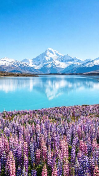 新西兰库克山·鲁冰花