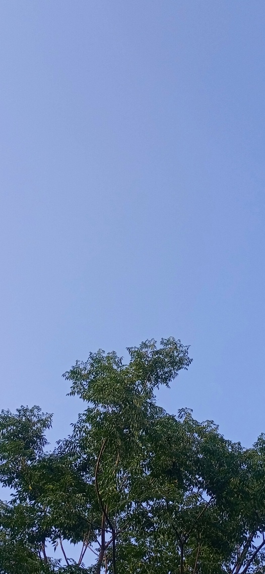綠色樹葉