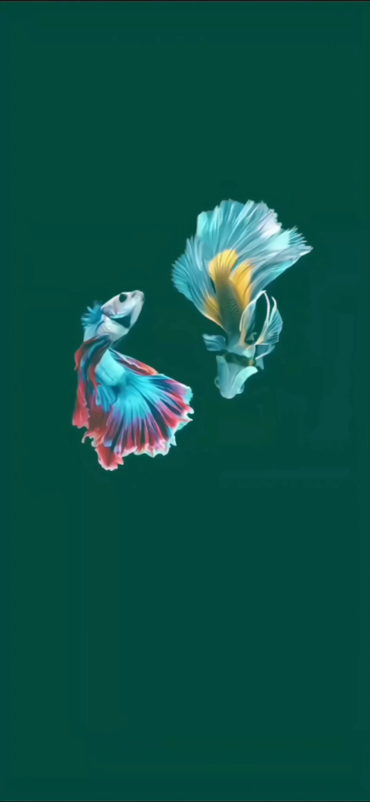 富貴魚