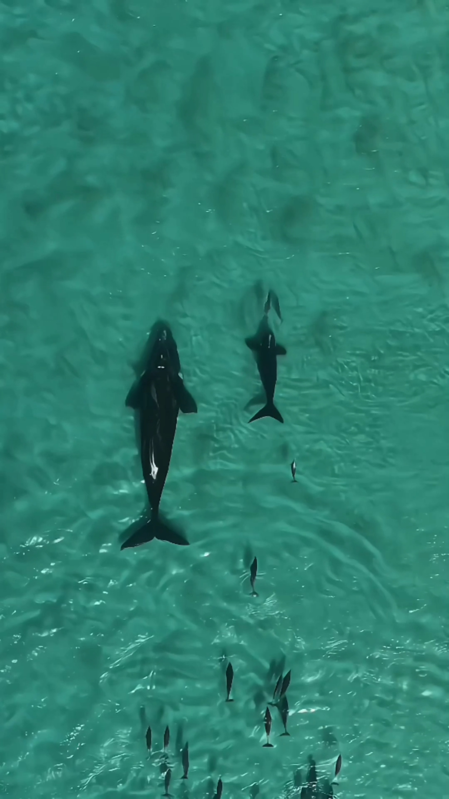 鯨魚4k