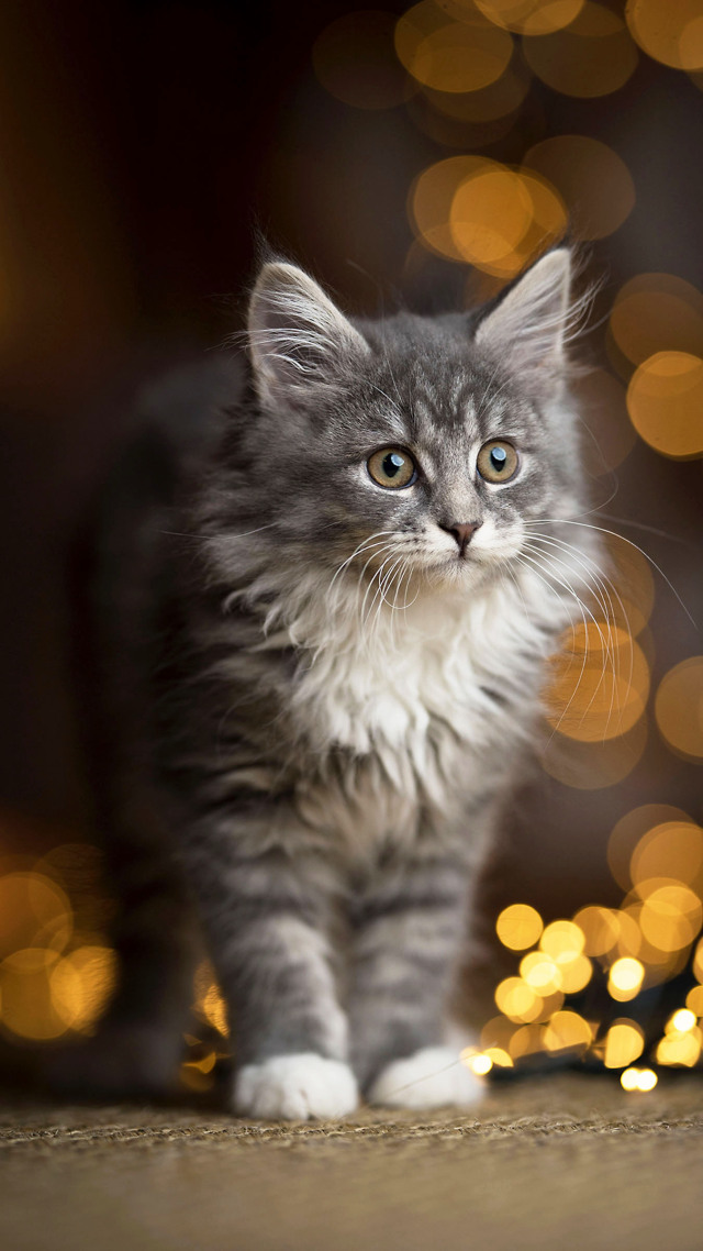 #呆萌的猫咪 可爱 (1)微信聊天图