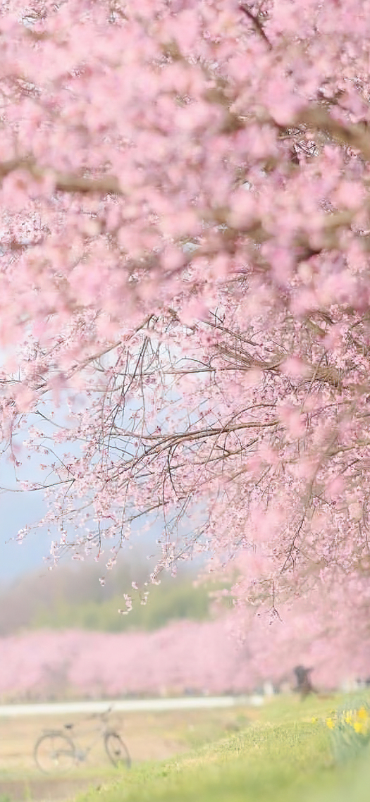 樱花