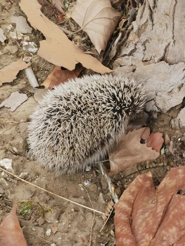 路边的小刺猬