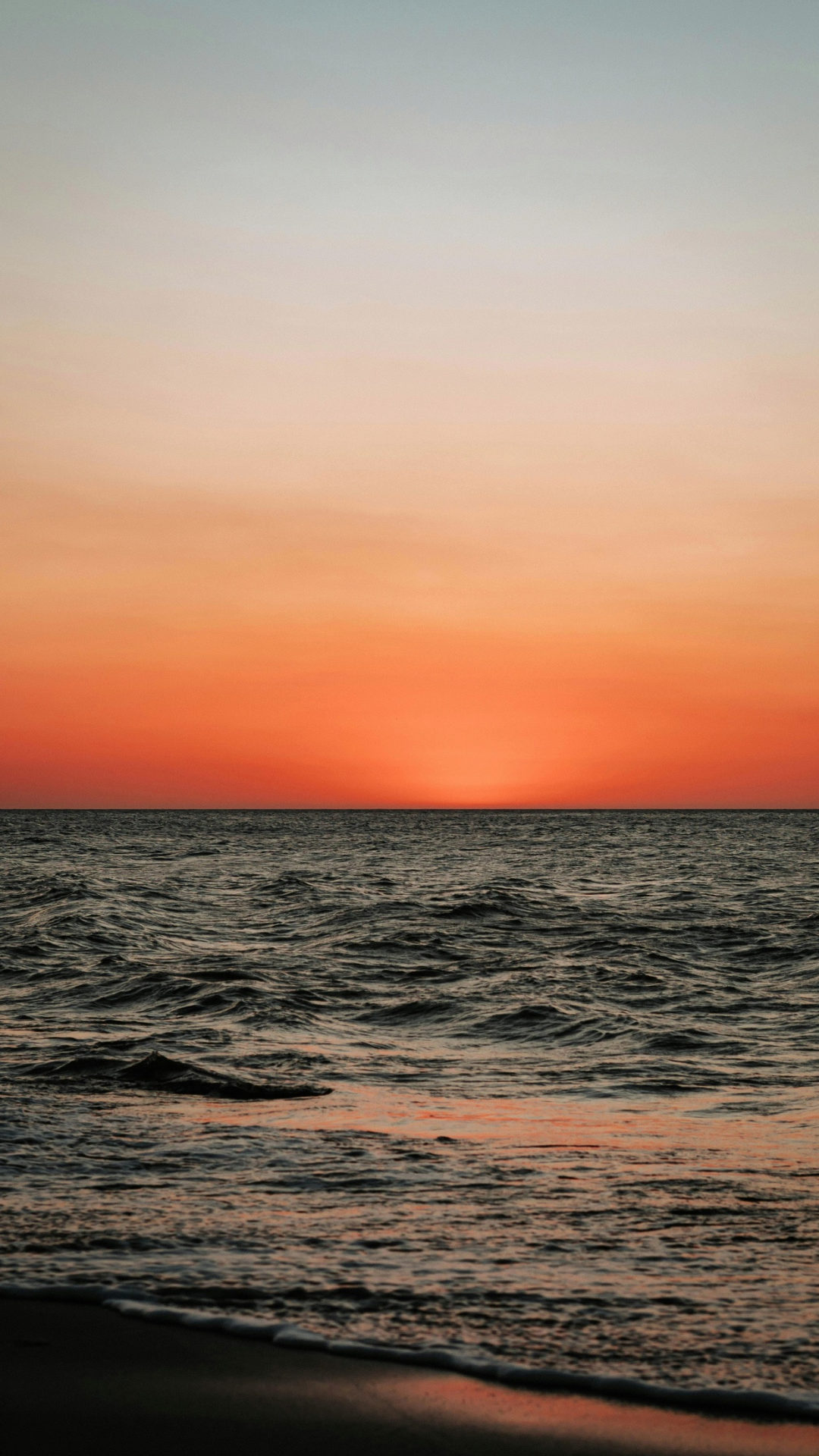 夕阳红