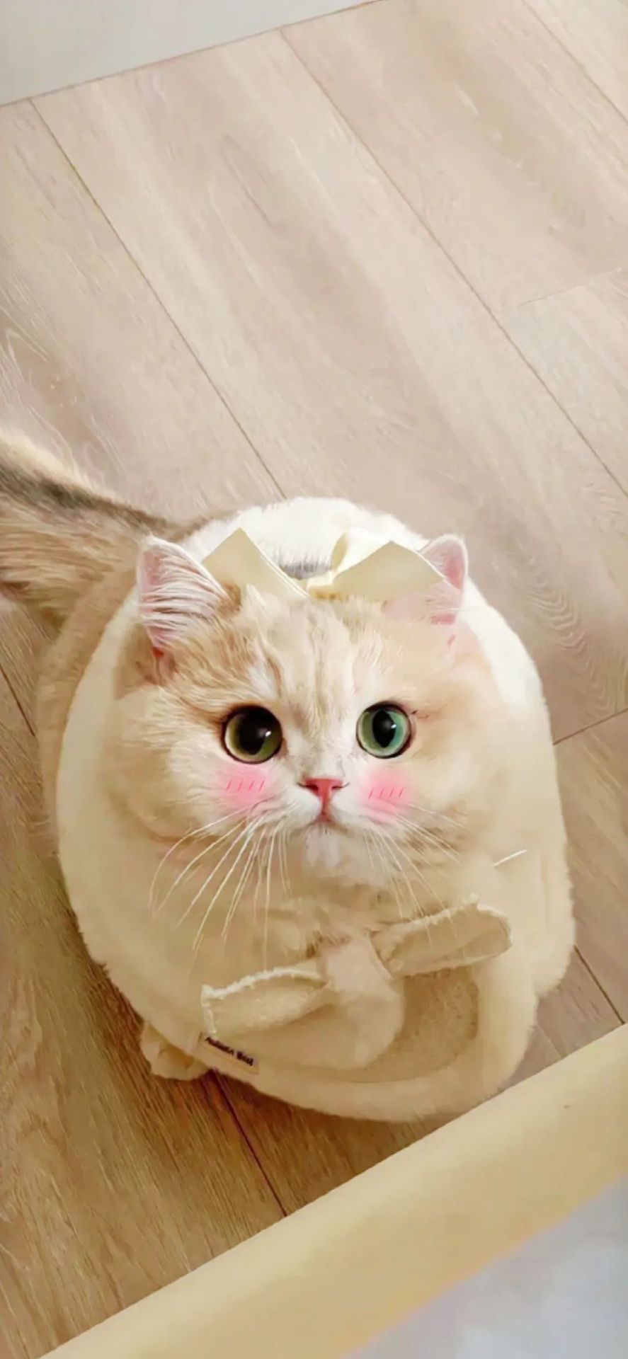小貓