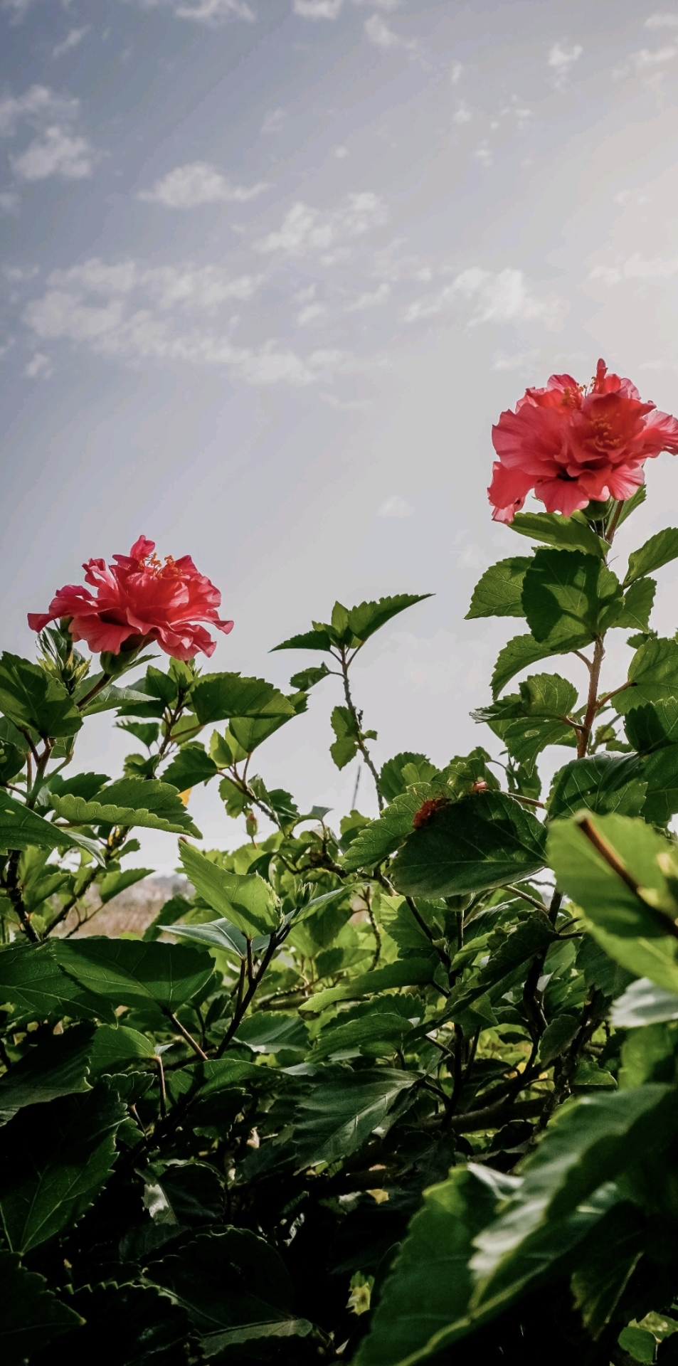百花争艳