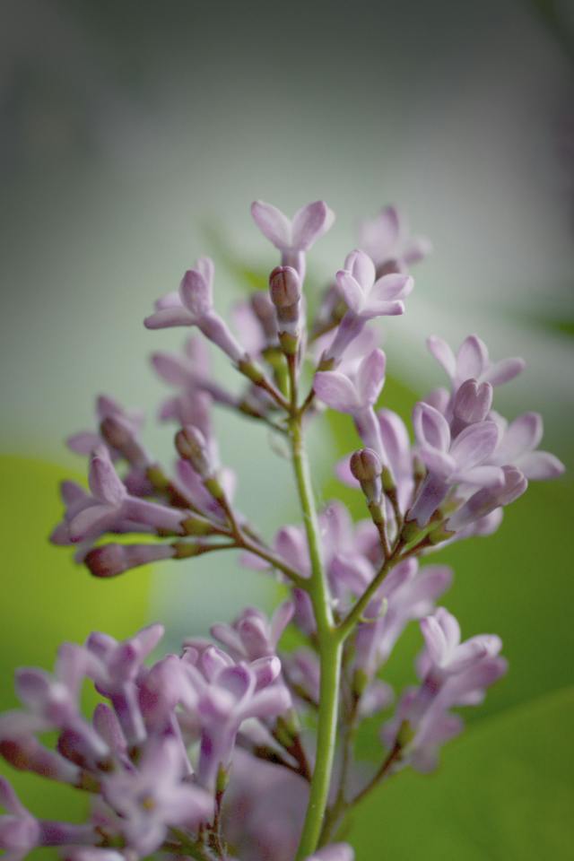 護眼花草