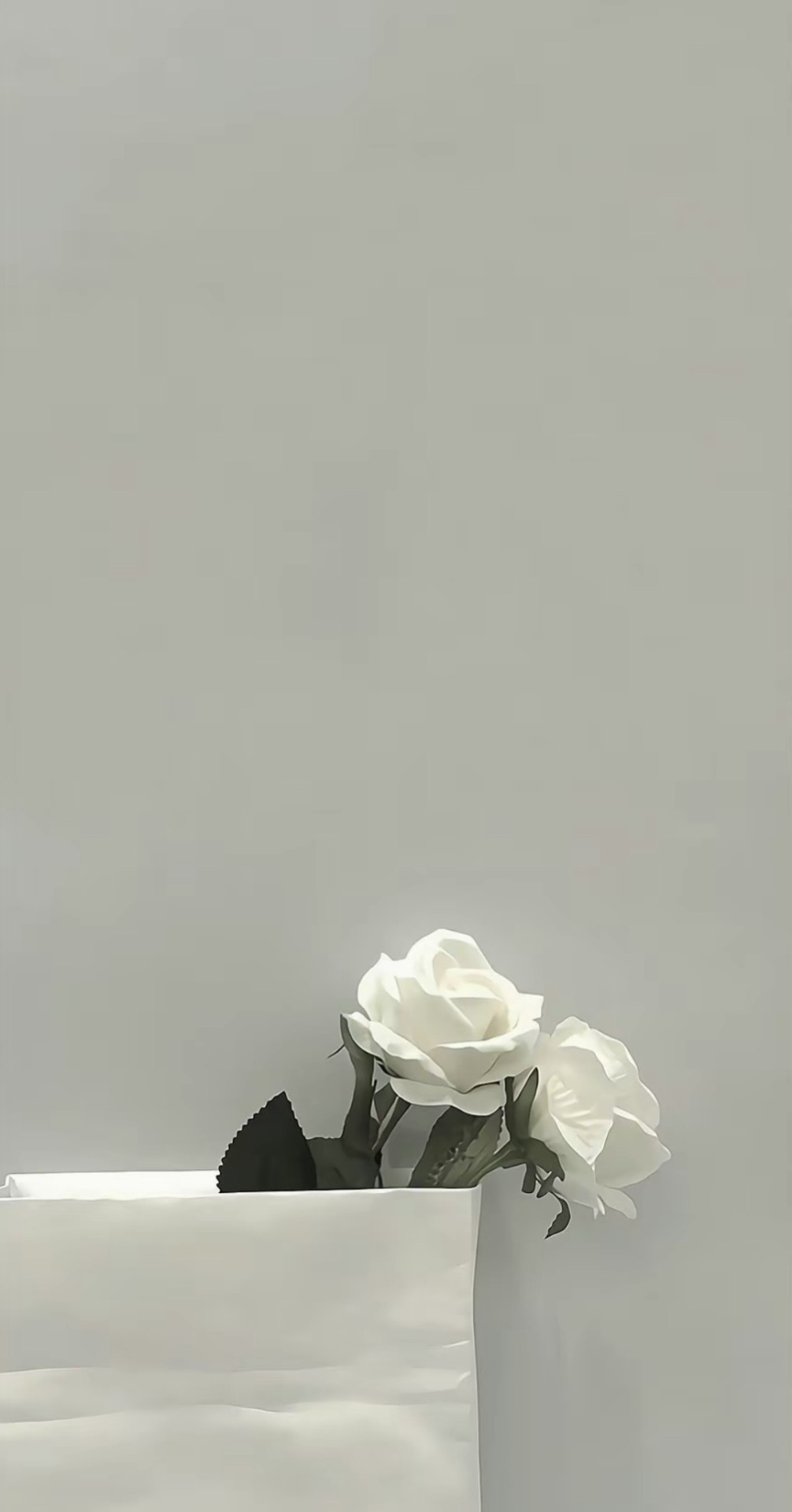 白玫瑰